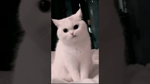 Funny cats Tiktoks funny cat videos 2022