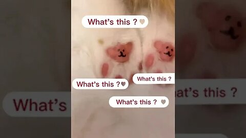 PLAYING CAT VIDEO MEAWWW