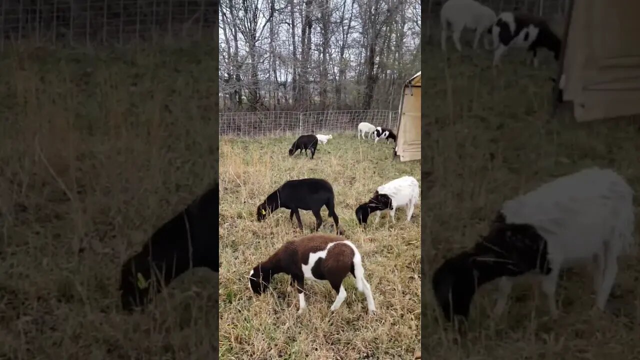 Funny Lamb Playing! Funny Noises! #animals #funnyanimals #farming