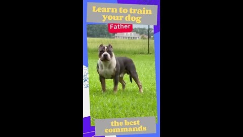 HOW TO TRAIN YOUR DOG - my family