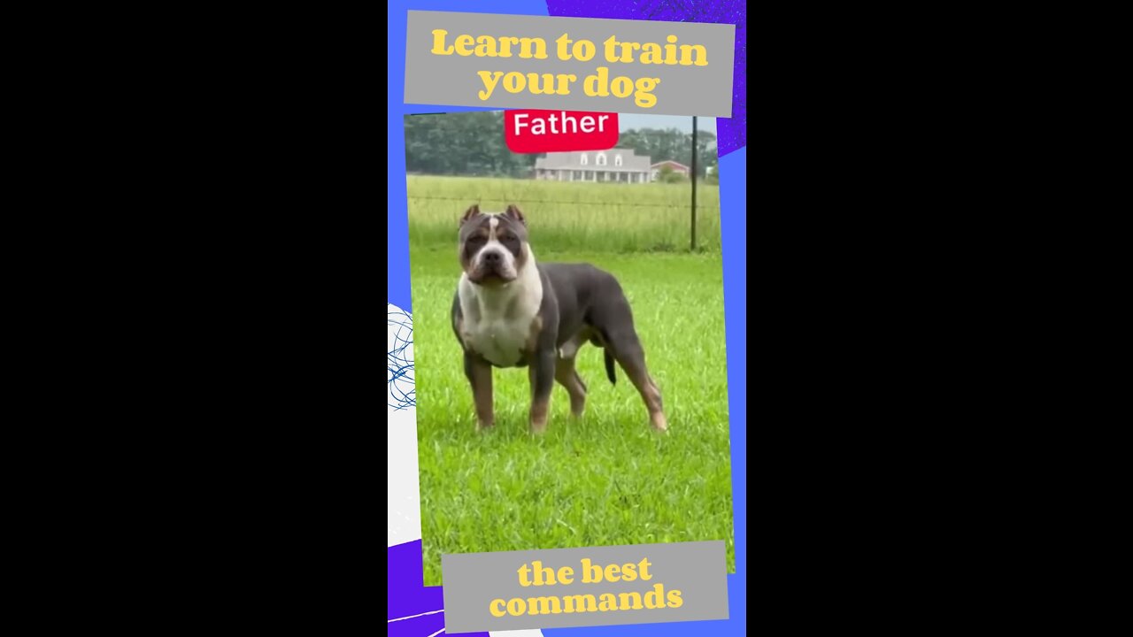 HOW TO TRAIN YOUR DOG - my family