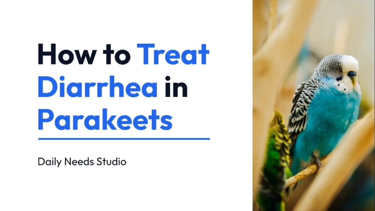 How to Treat Diarrhea in Parakeets - Daily Needs Studio