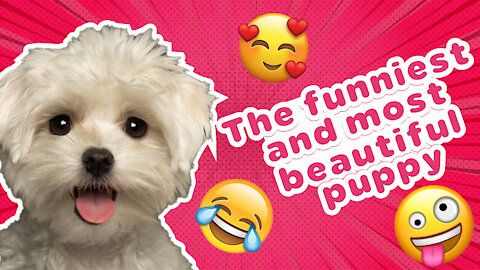 The funniest and most beautiful puppy