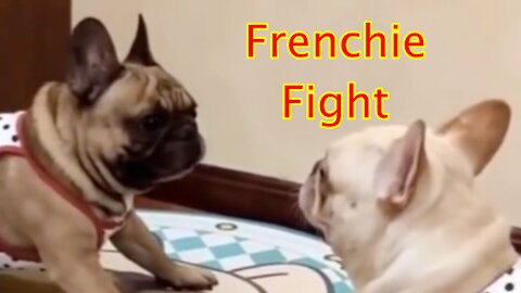 Compilation Funny Dogs Video #5