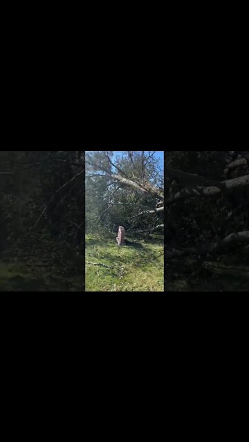 HUGE Tree Knocked Down 😱