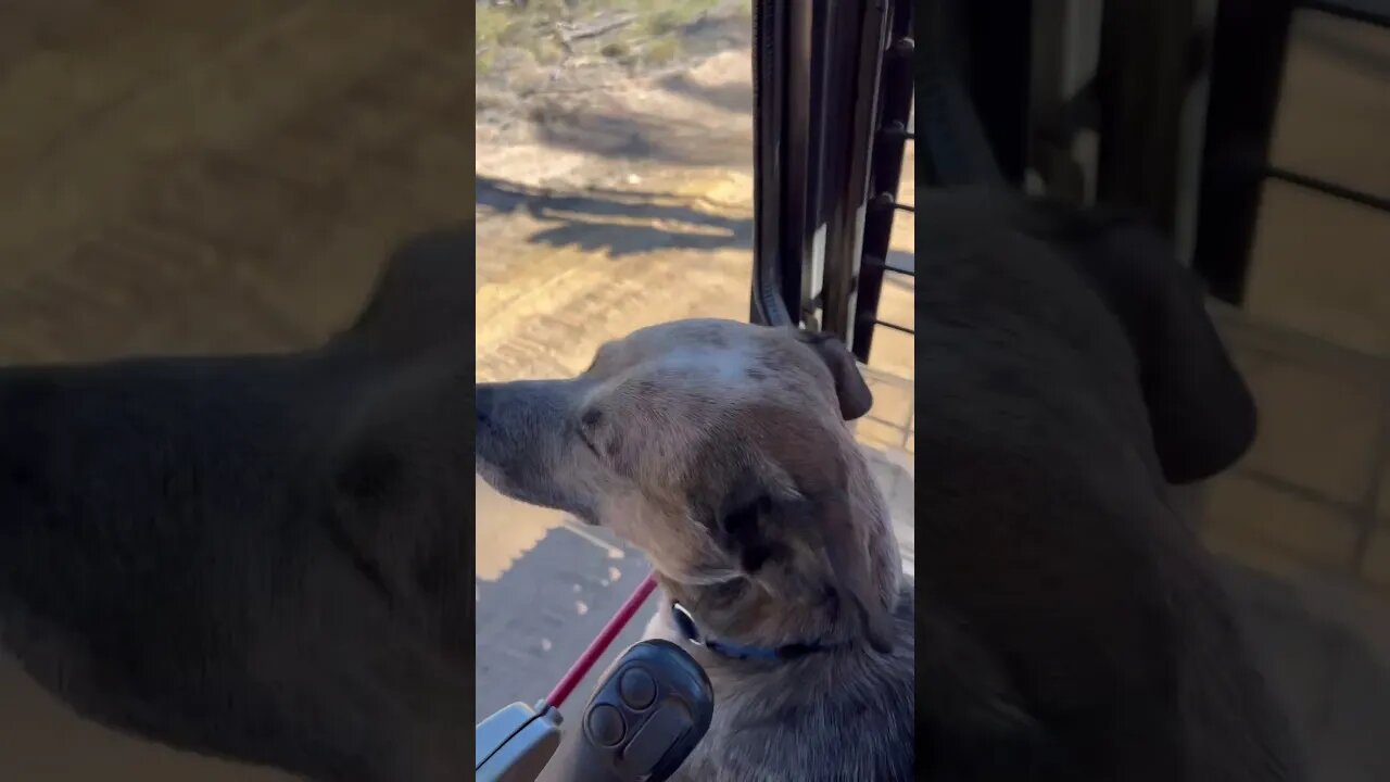 Walkies!