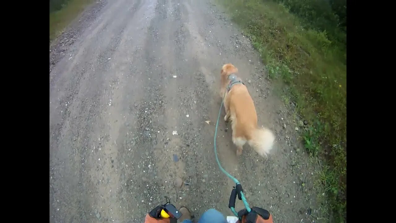 August 18th, 65º rained overnight, Flynn and I go to see what apples still on Antonio's tree