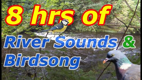 8 Hours of Relaxing Flowing River and Birdsong sounds