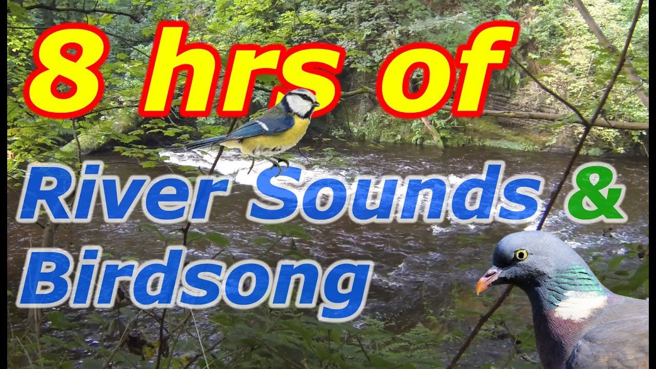 8 Hours of Relaxing Flowing River and Birdsong sounds