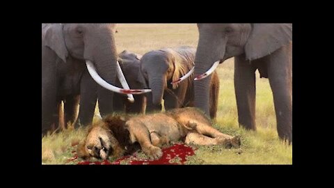 Wild animal attack, the elephant fight, very scary