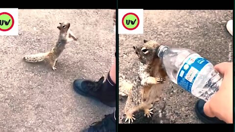 Thirsty Squirrel begs Tourists for Water📌