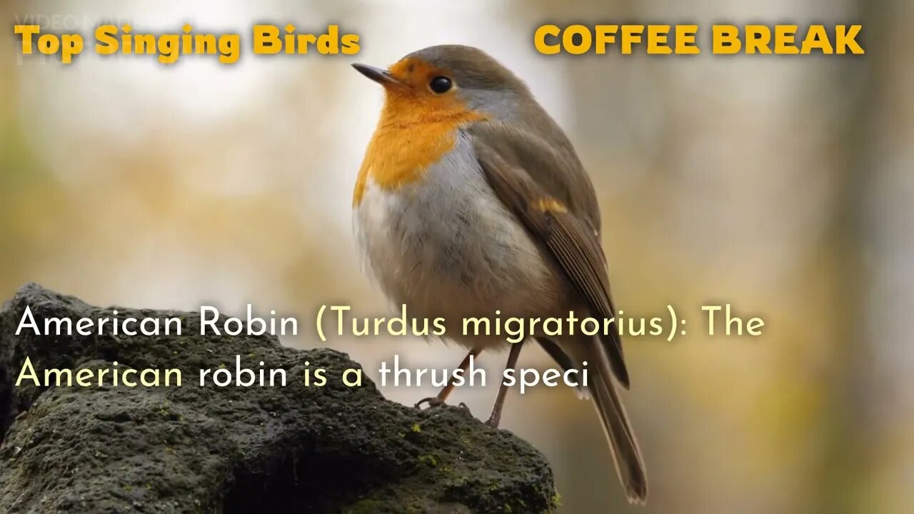 Top 10 Best Singing Birds Worldwide | COFFEE BREAK VIDEO CHANNEL