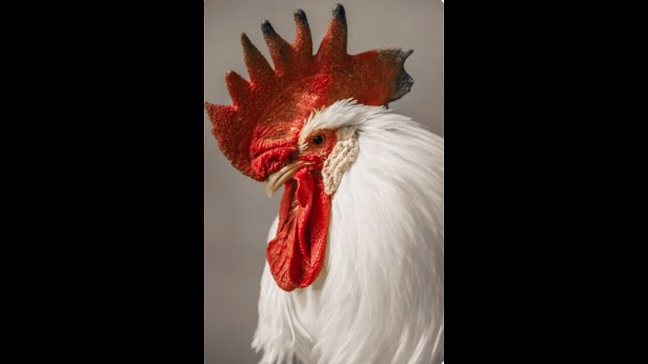 Chickens can be real badass.