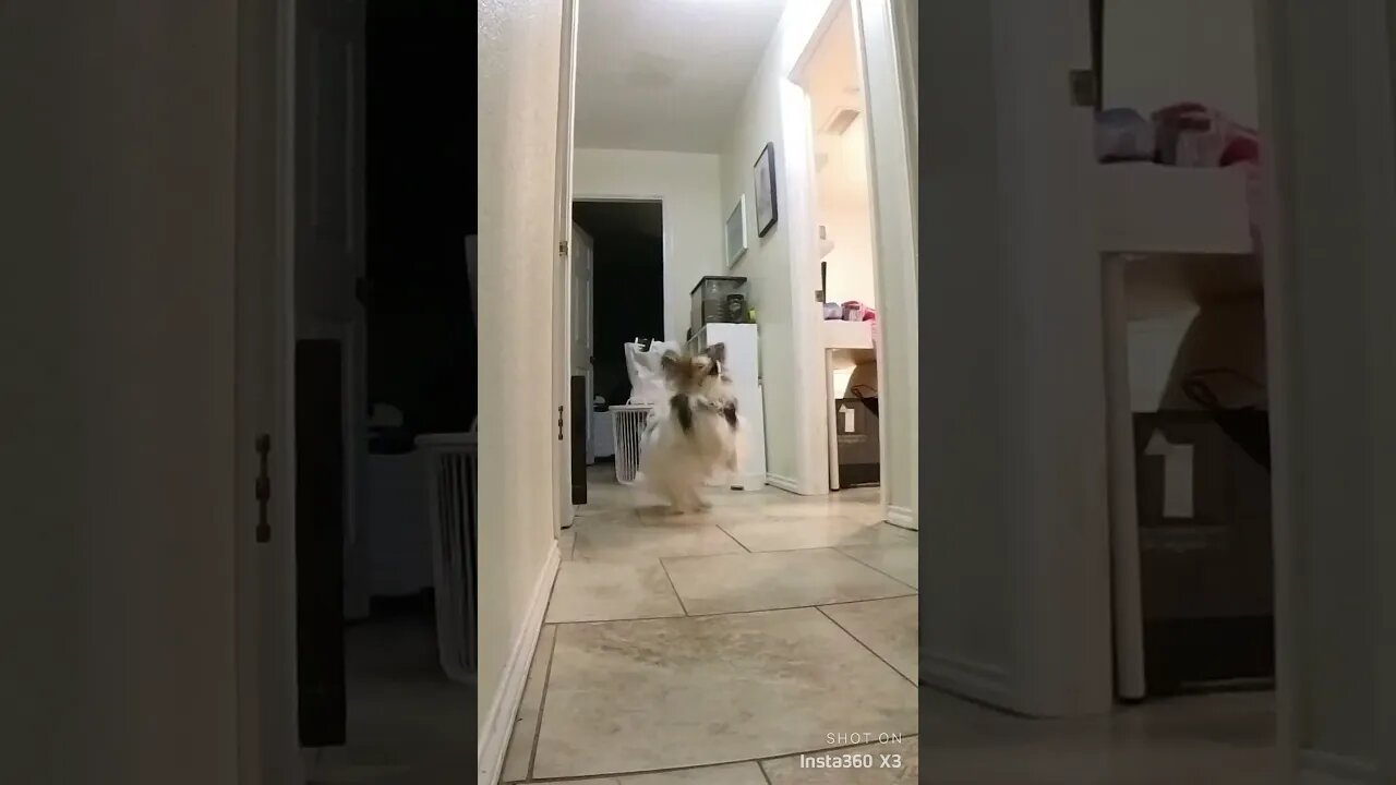 Toby excited about dinner. Spin spin spin!! how many spins did he do? #insta360 #Papillion