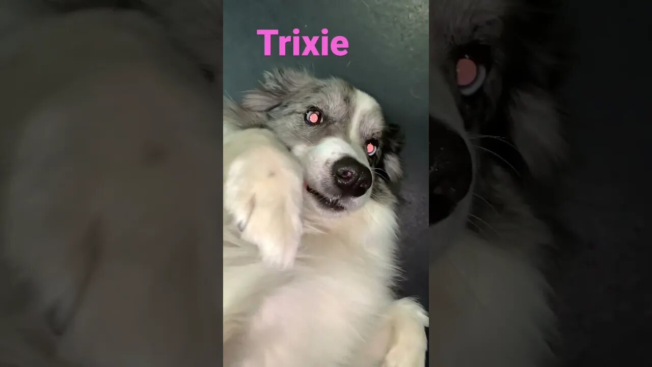 [Shorts 0154] TRIXIE [#dogs #doggos #doggos #puppies #dogdaycare]