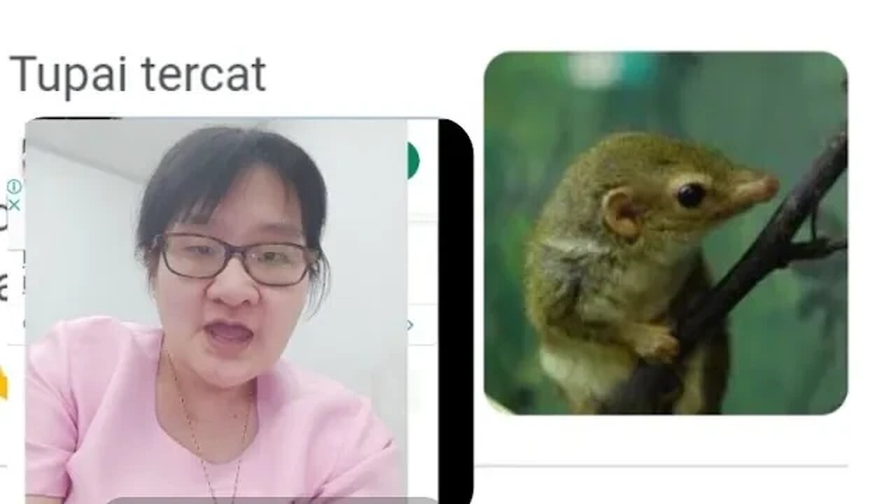 TUPAI TERCAT (( TUPAI PICTA ))