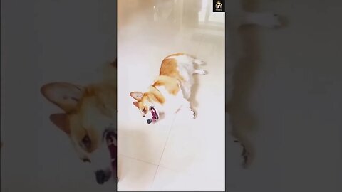 🤣🐶Oops funny dogs moments pt.2 🐕😂 #shorts #funnyanimals #funnydogs