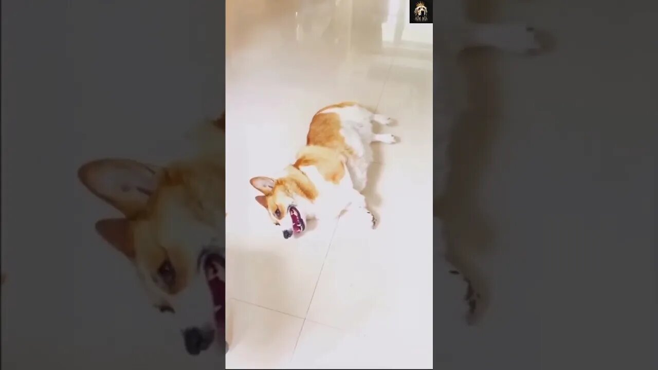 🤣🐶Oops funny dogs moments pt.2 🐕😂 #shorts #funnyanimals #funnydogs