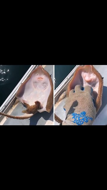 Fish appears to be laughing when tickled