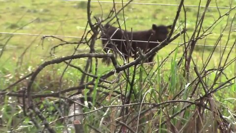 Cow caught squirting poop funny American Beef right there, bub Made with Clipchamp