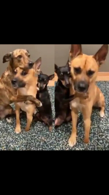 Dogs follow pictures of movements they apply as they are