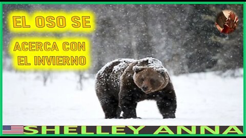 EL OSO SE ACERCA CON EL INIVERNO - MENSAJE DE SAN MIGUEL ARCANGEL A SHELLEY ANNA SABADO