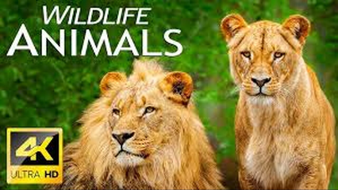 Animals Of The World 4K - Scenic Wildlife Film.