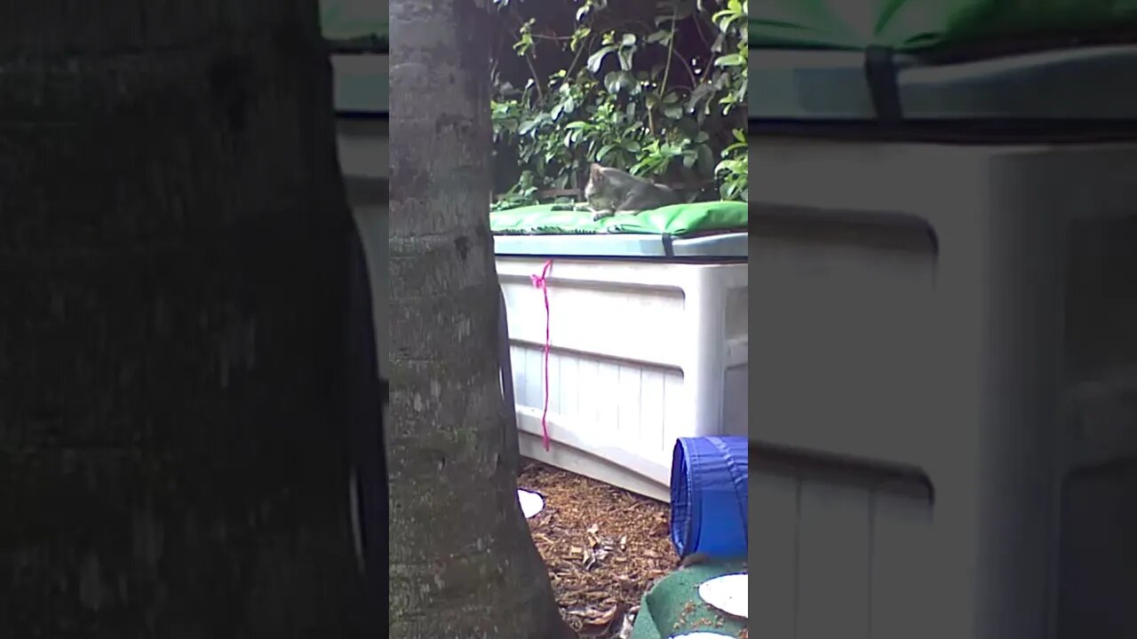 Live Kitten Cat Cam (excerpt) #short #kitten #kittens #cat #cats