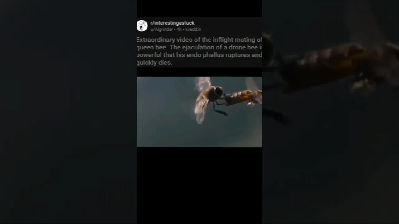 Bee mates in mid air then DIES #nonsense #zoobox #reddit #bees #wickedgame