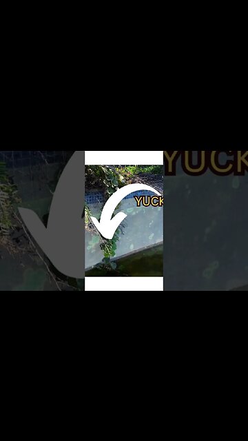 Droning Abandoned Pumpkin Pool 😃