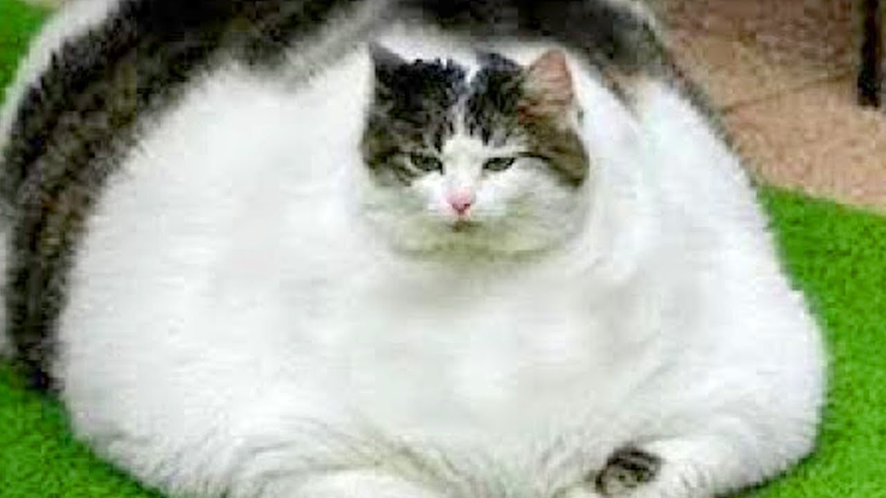 Best Funny Cat Videos -Funny Cat