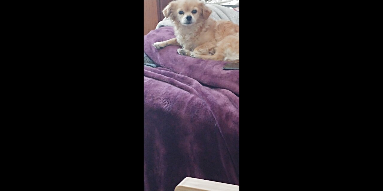 The Dog Down the Hall