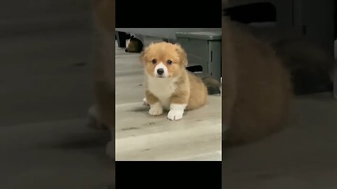 Cute Funny Dog -39