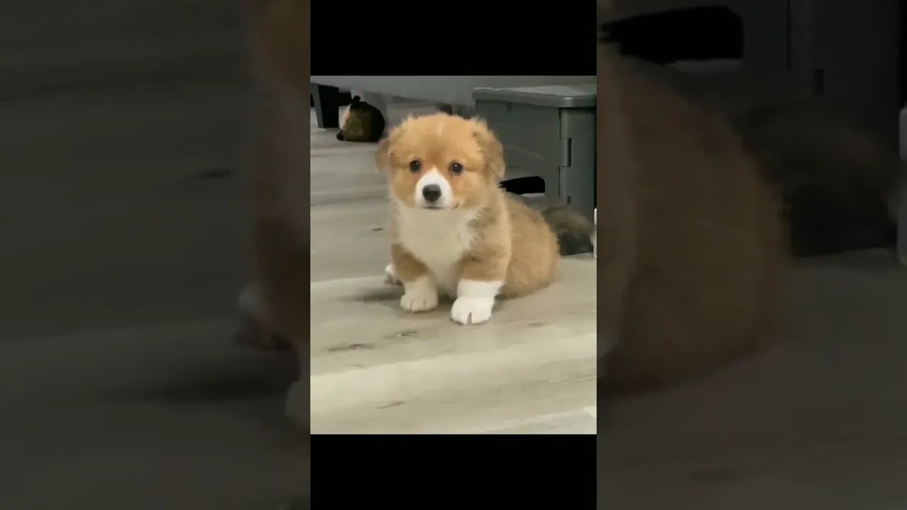 Cute Funny Dog -39