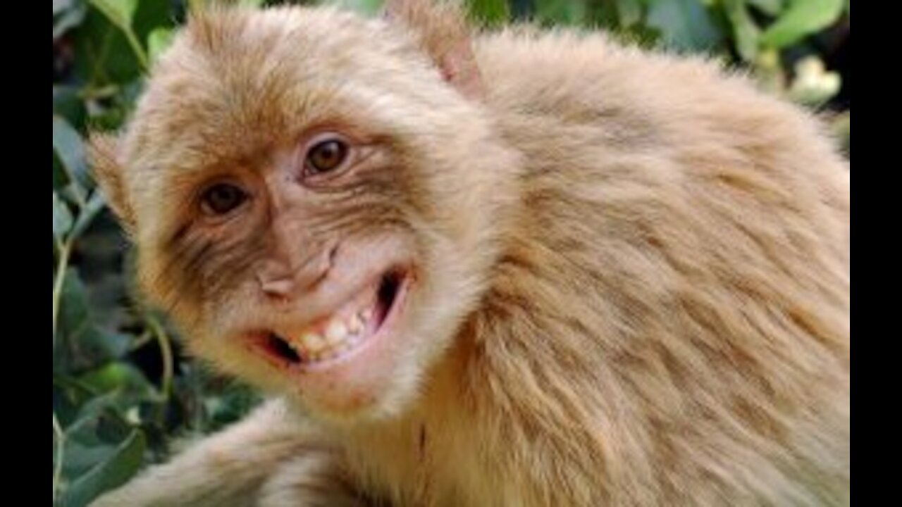 Monkey laughing😂 funny video