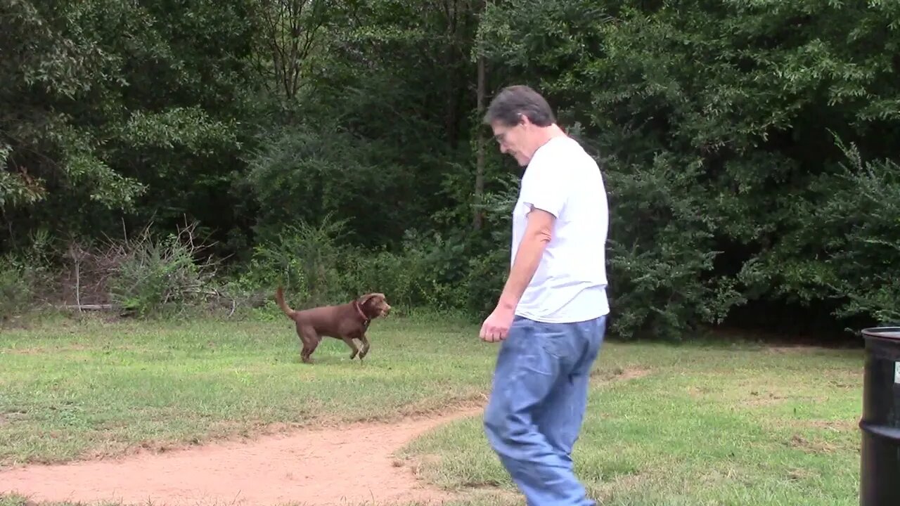 APOLLO loves to fetch and catch his balls.