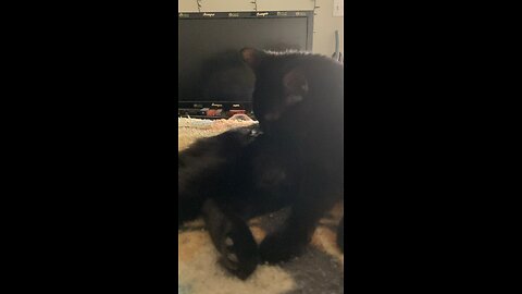 Licking all the time