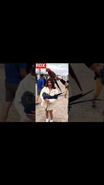 Worldwide Entertainment RDX #shorts #parrot #bigparrot #animals #birds