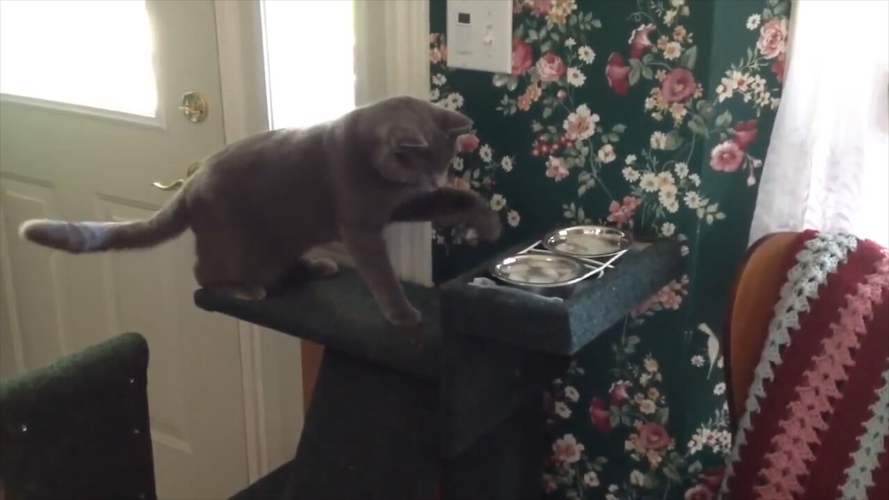 Cat Doesn't Trust His Own Bowl Of Water