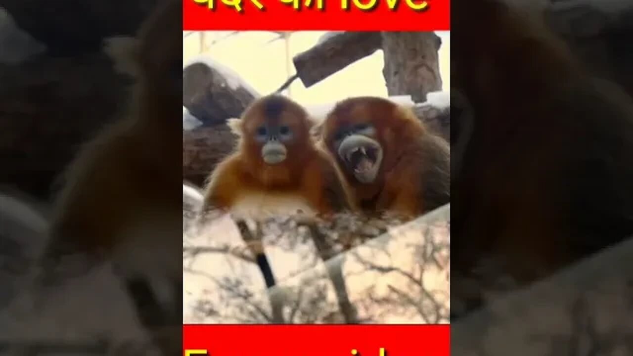 cute animal video #funny #funnyvideo #shorts #youtubeshorts (3)