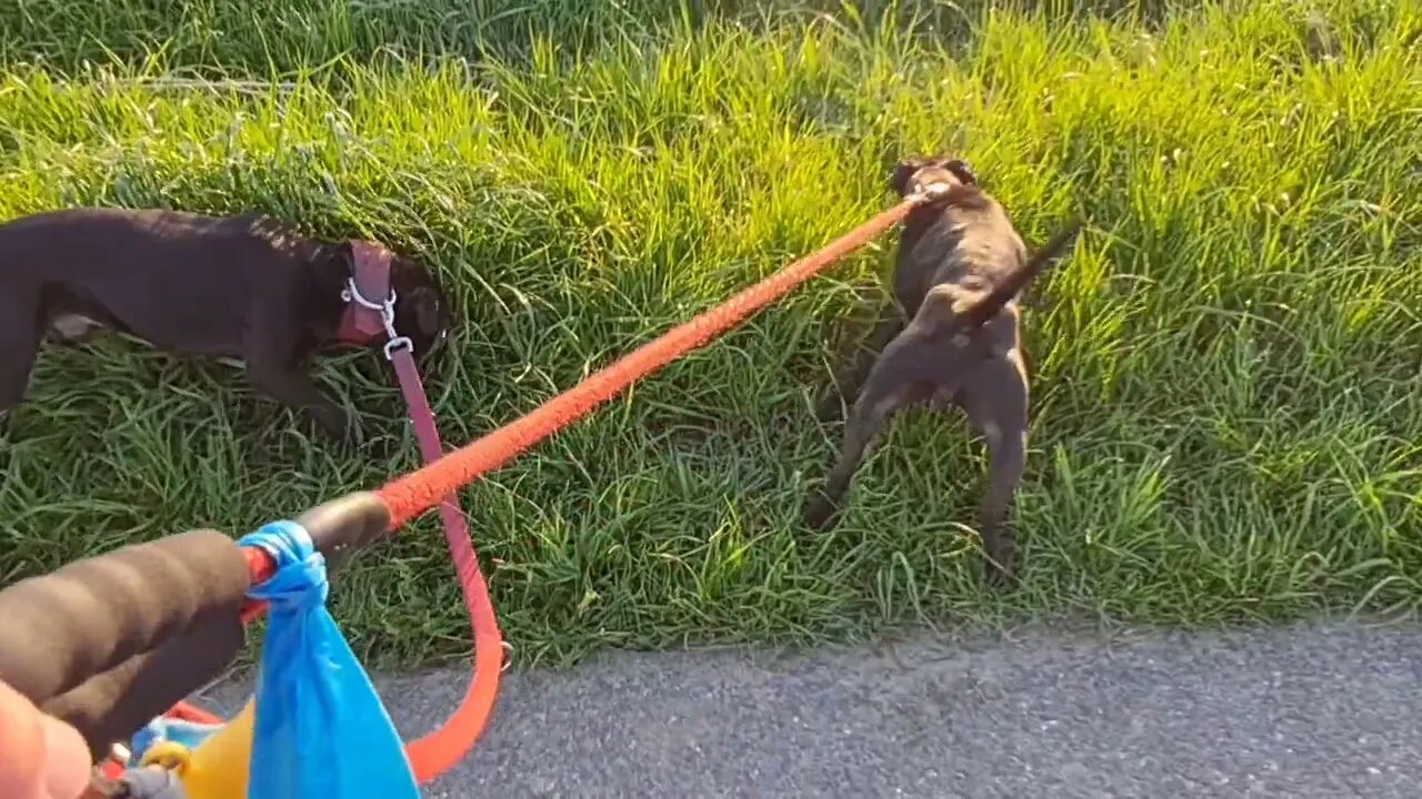 AN ODE TO THE TERRIER: what is so special about them? Are all terriers the same? What I prefer!