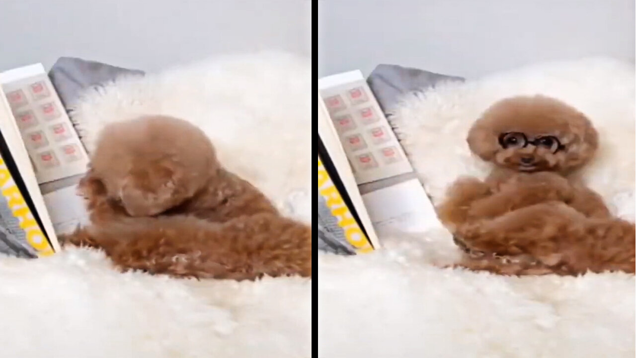 Cute Little dog reading and watching 😍😍 Try not to Laugh 🤣🤣