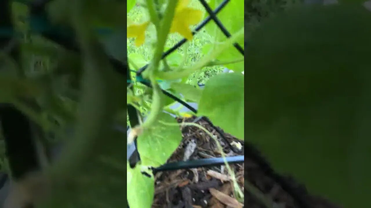Surprise Garden Update! (Spring 2023)