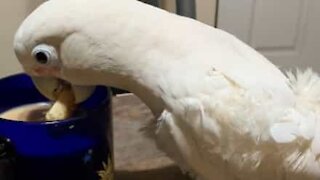 Cockatoo dunks cookies in milk