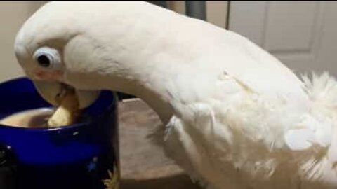 Cockatoo dunks cookies in milk