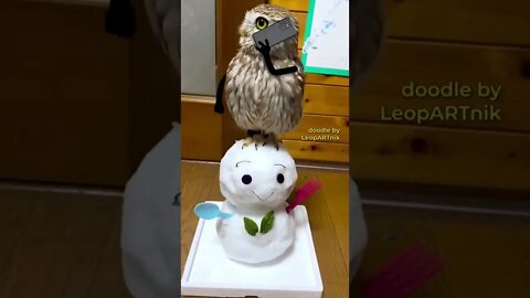 Owl calls someone #shorts