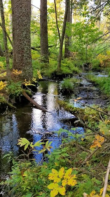 Peaceful quiet moment interrupted by dogs