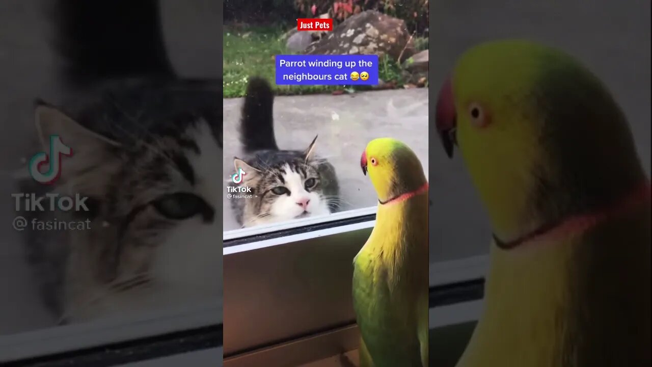 Smart Parrot 🦜 Messing with Cat 🐈 #shorts Funny and Cute animals Videos 2021