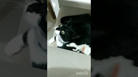 Gato Bartolomeu Tunico brincando e cantando. Gato engraçado 😺😺