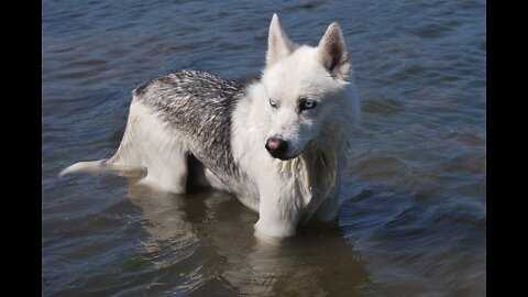 Teaching My Dogs How To SwimTeaching My Dogs How To Swim